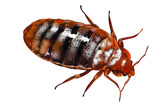 Lästig: Cimex lectularius<span class='image-autor'>Foto: editonepankaj16 - stock.adobe.com</span>
