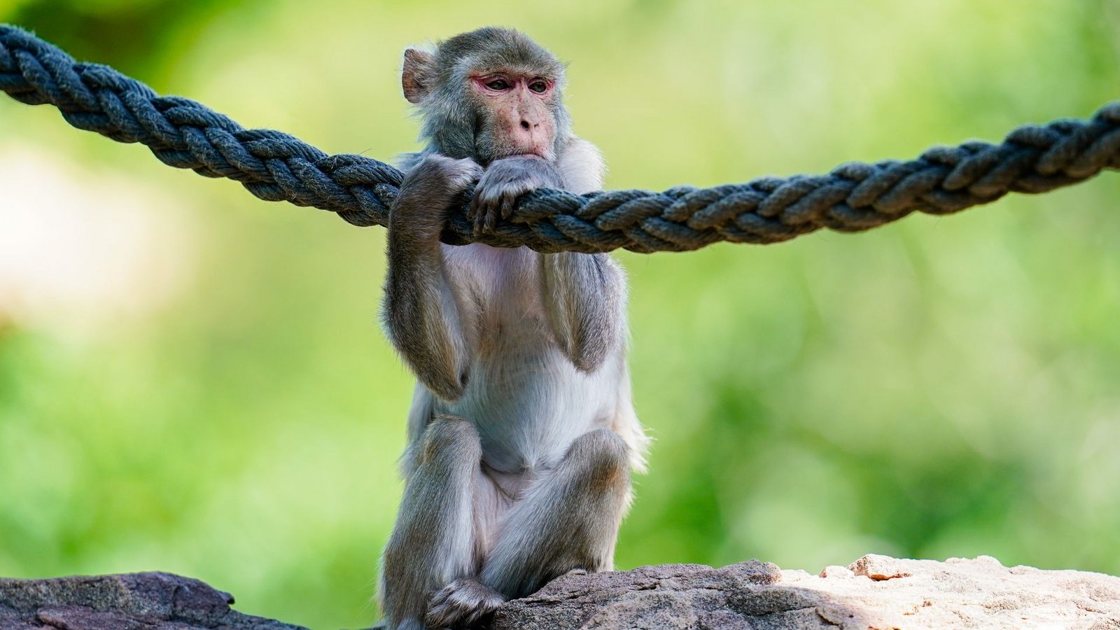 In freier Wildbahn sind Rhesusaffen vor allem in Asien anzutreffen - hierzulande lassen sie sich in Zoos beobachten. (Symbolfoto)Foto: Uwe Anspach/dpa