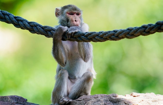 In freier Wildbahn sind Rhesusaffen vor allem in Asien anzutreffen - hierzulande lassen sie sich in Zoos beobachten. (Symbolfoto)<span class='image-autor'>Foto: Uwe Anspach/dpa</span>
