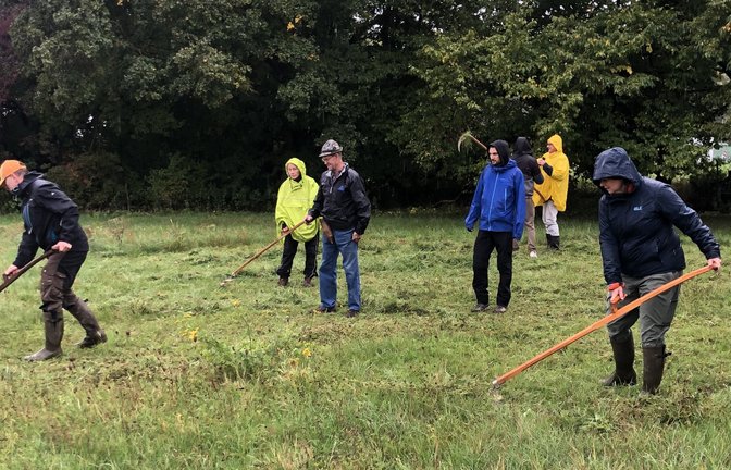 Im Rahmen des Streuobstprojekts Sachsenheim (Stop) konnte der OGV Kleinsachsenheim Josef Perkmann für zwei Kurse gewinnen. Der 84-jährige, geborene Südtiroler Josef Perkmann – in der Bildmitte mit Tirolerhut – zeigte kürzlich in Hohenhaslach bei den Schuppenanlagen Richtung Sersheim, wie man mit der Sense richtig umgeht. Nach der Begrüßung durch den Vorsitzenden des OGV, Thomas Wörner, wurde bei strömendem Regen der Umgang mit der Sense erlernt. Zuvor mussten die Teilnehmer jedoch das richtige Dengeln der Sense lernen und selbst ausführen. Auch das Schärfen mit dem Wetzstein wurde geübt. Trotz des bescheidenen Wetters hatten alle sehr viel Spaß und konnten die eine oder andere Neuigkeit erfahren. Zum Abschluss durften die Teilnehmer auf der angrenzenden Wiese noch eine Mahd selbst mähen. Alle haben eigene oder gepachtete Streuobstwiesen, welche zum Teil nur mit der Sense gemäht werden können. Mit viel Interesse konnten 14 Teilnehmer in zwei Kursen den Umgang mit der Sense erlernen beziehungsweise vertiefen.   <span class='image-autor'>Foto: p</span>