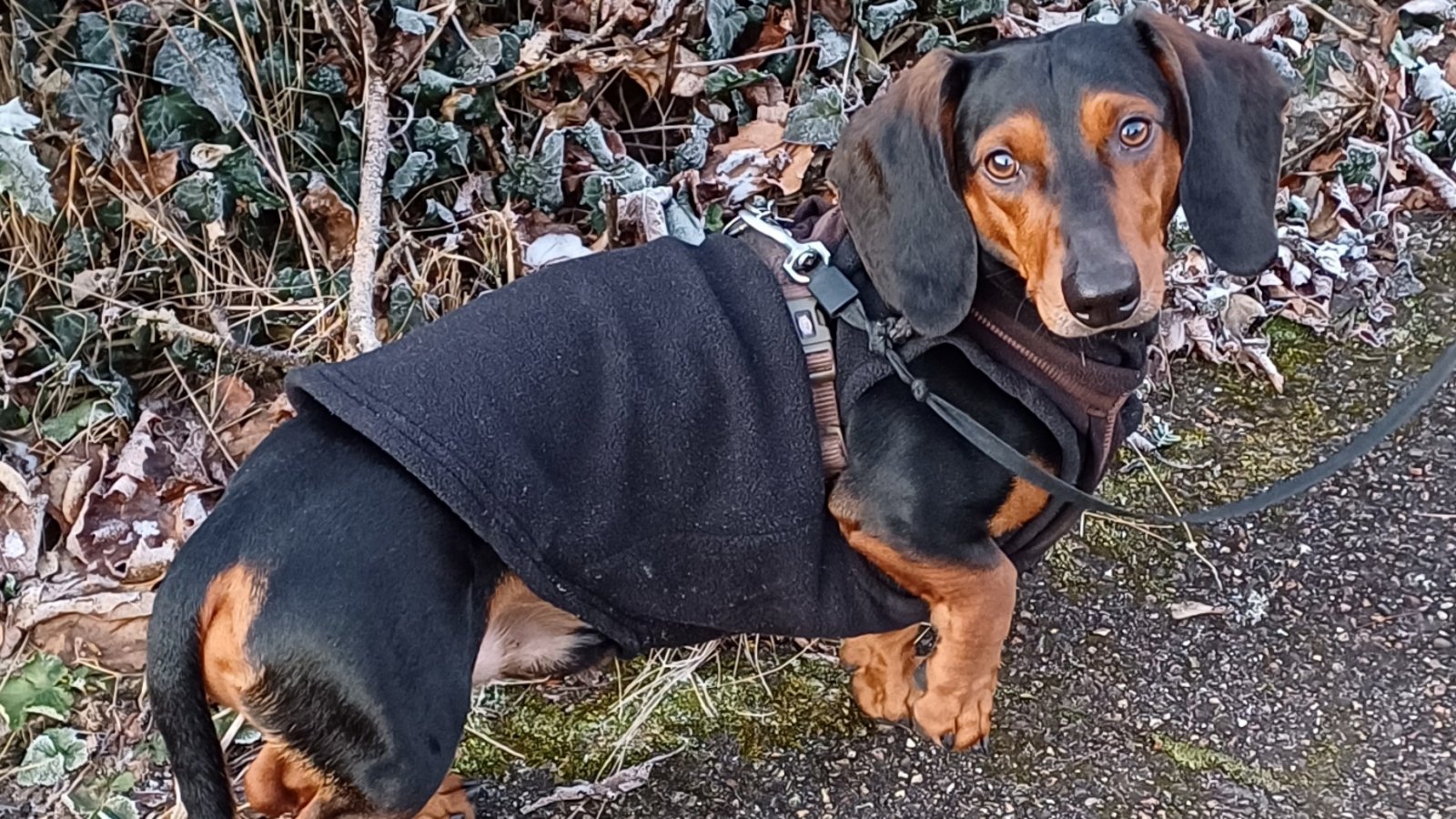 Dackel-Rüde Basti mit „Dracula-Cape“, das ist schick und hält warm. Foto: Rücker