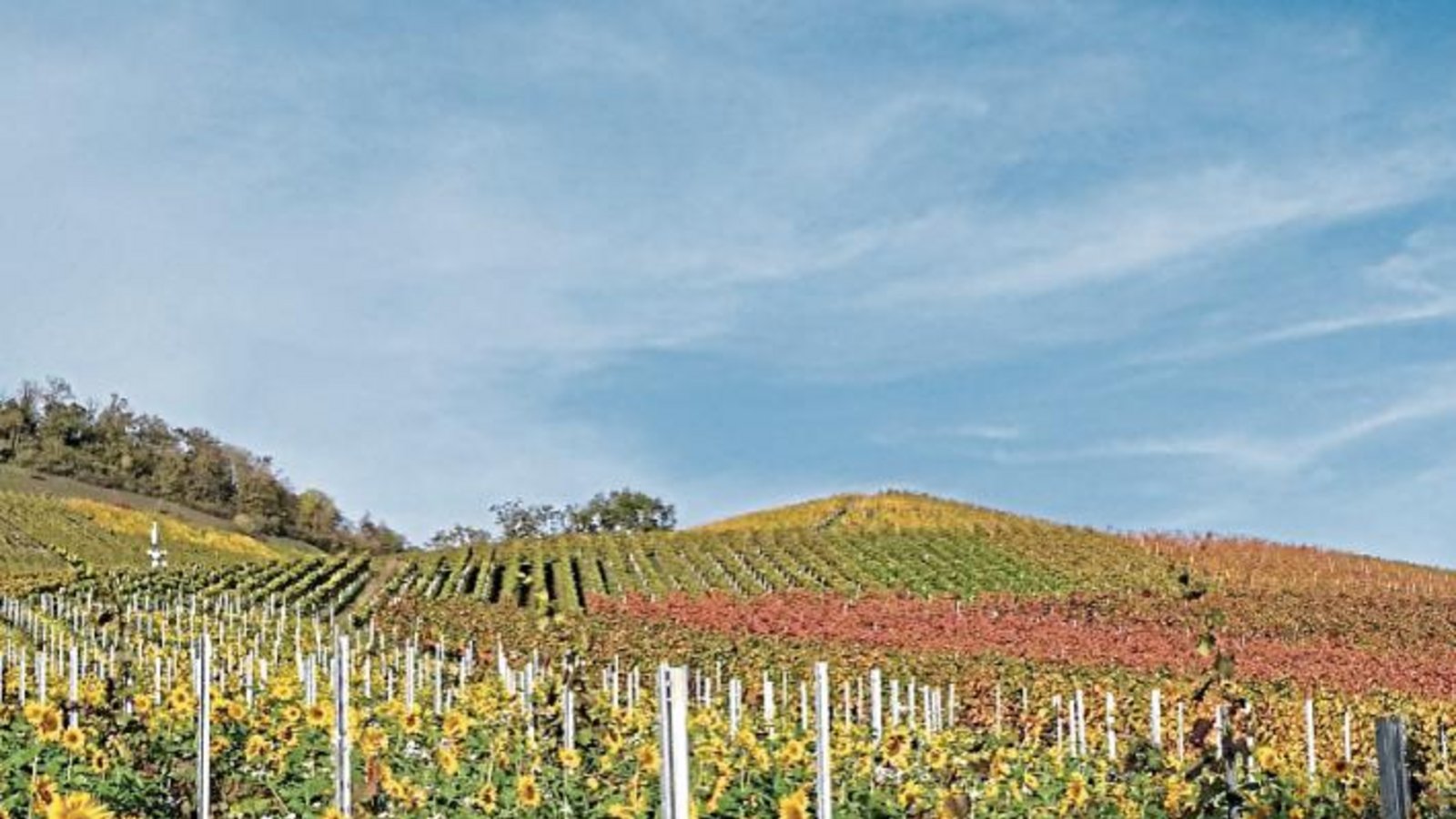 Farbenpracht am Weinberg in Ensingen.  Foto: Romanowski