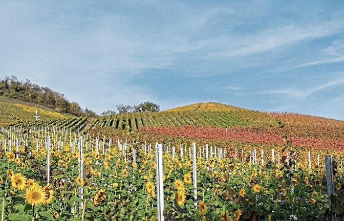 Farbenpracht am Weinberg in Ensingen.  Foto: Romanowski