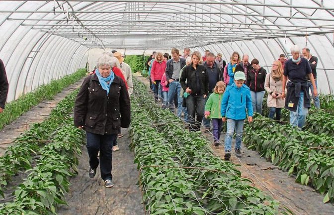 Die Teilnehmer einer Führung laufen in einem Gewächshaus der Biogärtnerei Laiseacker in Nussdorf durch lange Reihen mit Paprikapflanzen.  Fotos: Thaler