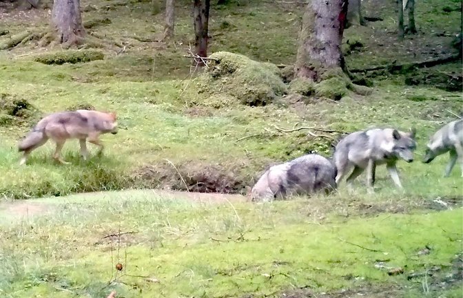 Eine Videokamera hat im September 2019 vier Jungwölfe des Rudels im Veldensteiner Forst gefilmt.<span class='image-autor'>Foto: /Lupovision/Baysf</span>