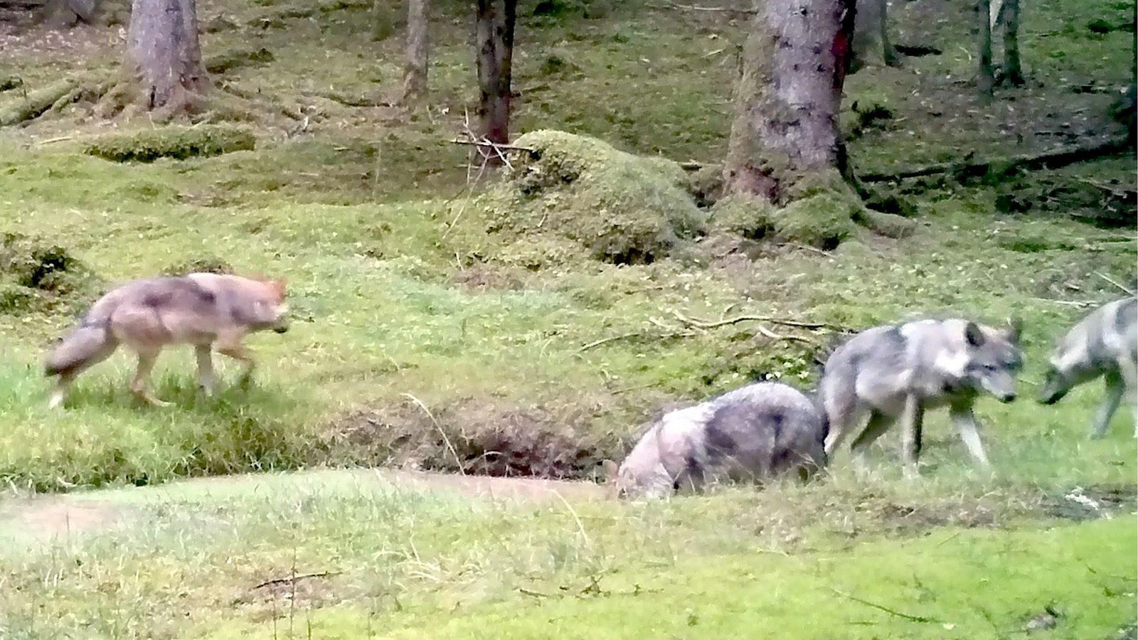Eine Videokamera hat im September 2019 vier Jungwölfe des Rudels im Veldensteiner Forst gefilmt.Foto: /Lupovision/Baysf Eine Videokamera hat im September 2019 vier Jungwölfe des Rudels im Veldensteiner Forst gefilmt.Foto: /Lupovision/Baysf