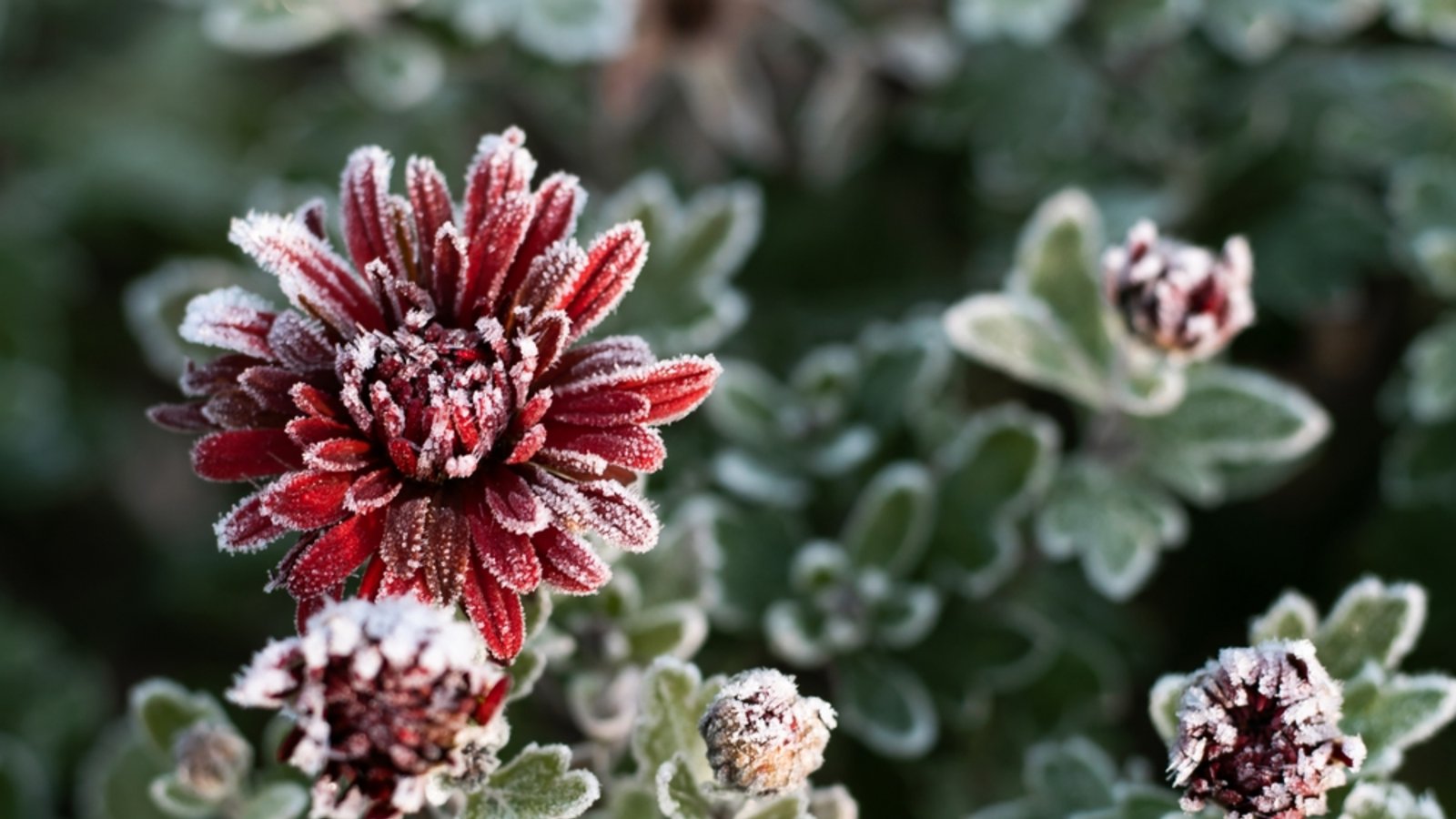Es kann bereits zu Bodenfrost kommen.Foto: JeannieR / shutterstock.com Es kann bereits zu Bodenfrost kommen.Foto: JeannieR / shutterstock.com