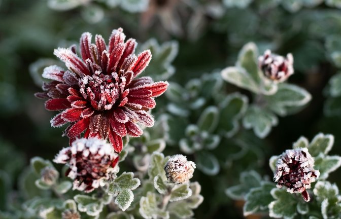Es kann bereits zu Bodenfrost kommen.<span class='image-autor'>Foto: JeannieR / shutterstock.com</span>