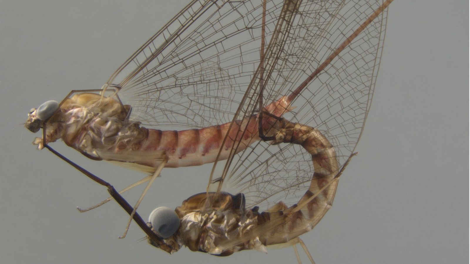 Ecdyonurus venosus bei der Paarung: Das Weibchen oben, das Männchen unten. Die Tiere sind etwa 1,2 cm lang.Foto: SMNS/A. Staniczek Ecdyonurus venosus bei der Paarung: Das Weibchen oben, das Männchen unten. Die Tiere sind etwa 1,2 cm lang.Foto: SMNS/A. Staniczek