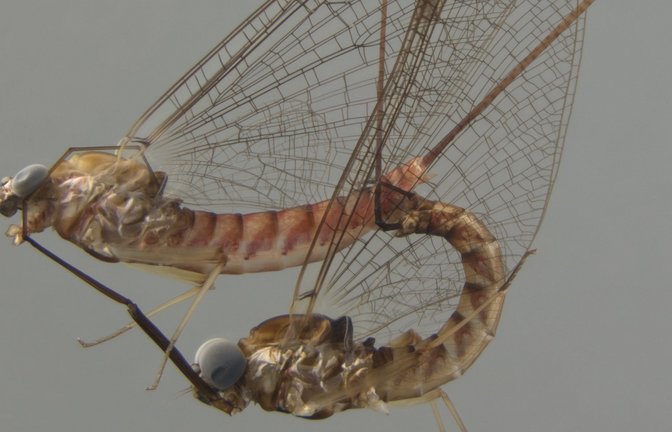 Ecdyonurus venosus bei der Paarung: Das Weibchen oben, das Männchen unten. Die Tiere sind etwa 1,2 cm lang.<span class='image-autor'>Foto: SMNS/A. Staniczek</span>