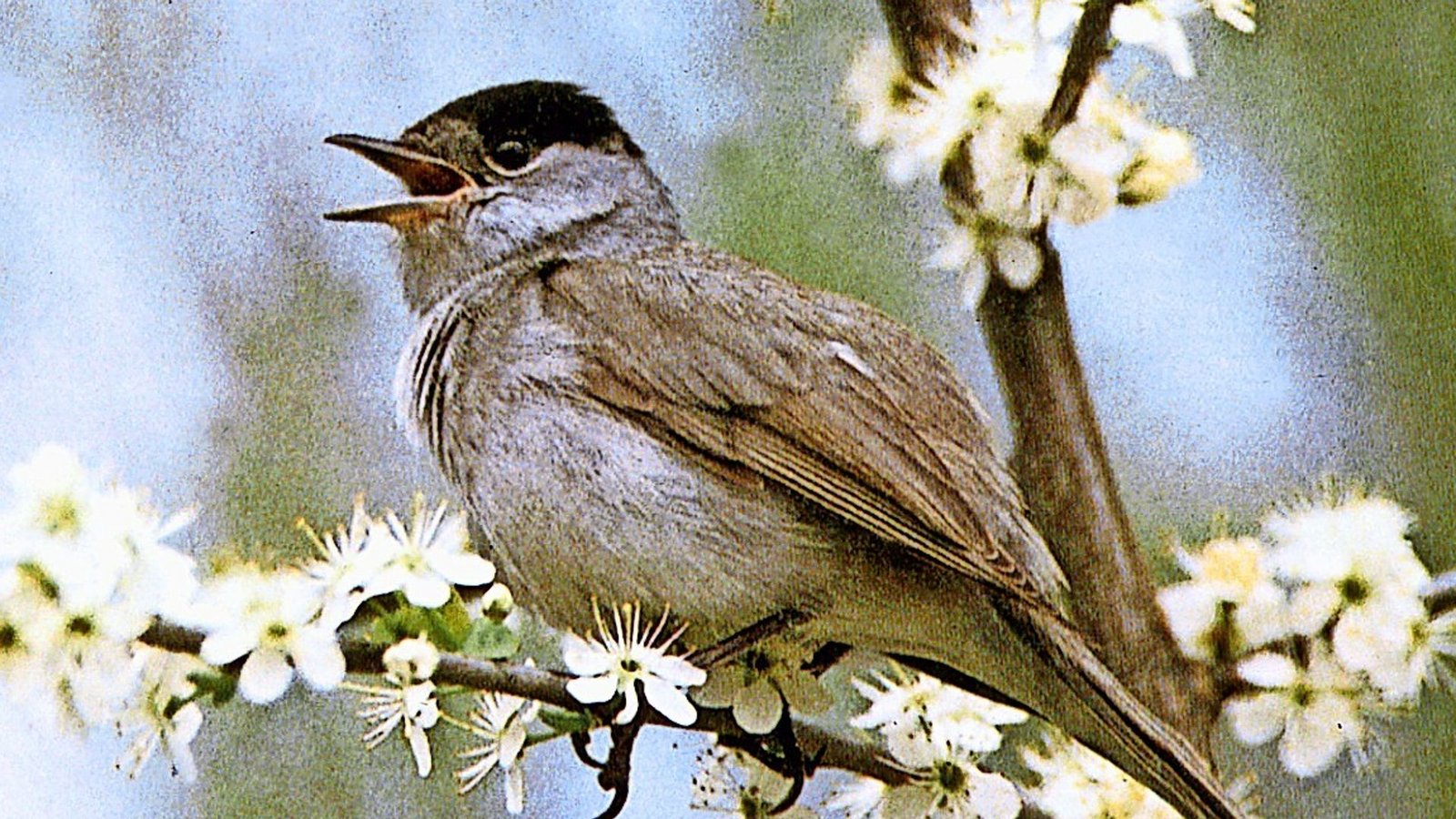 Mönchsgradmücke (Sylvia atricapilla).Foto: dpa Mönchsgradmücke (Sylvia atricapilla).Foto: dpa