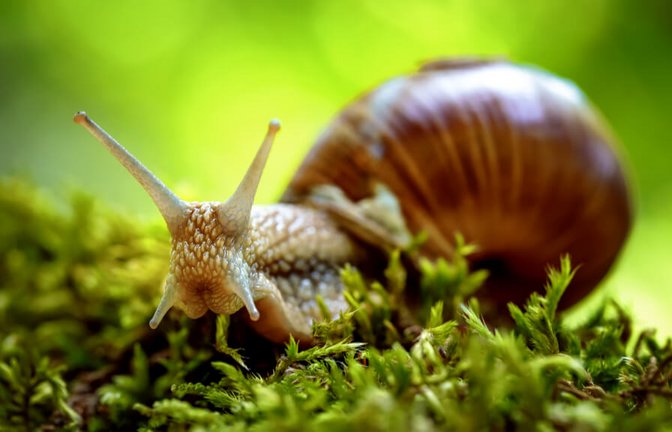 Schneckenarten, wie die Weinbergschnecke sind geschützt und sollten daher nur mit tierfreundlichen Methoden von Gartenbeeten ferngehalten werden.<span class='image-autor'>Foto: Andrey Armyagov / Shutterstock.com</span>
