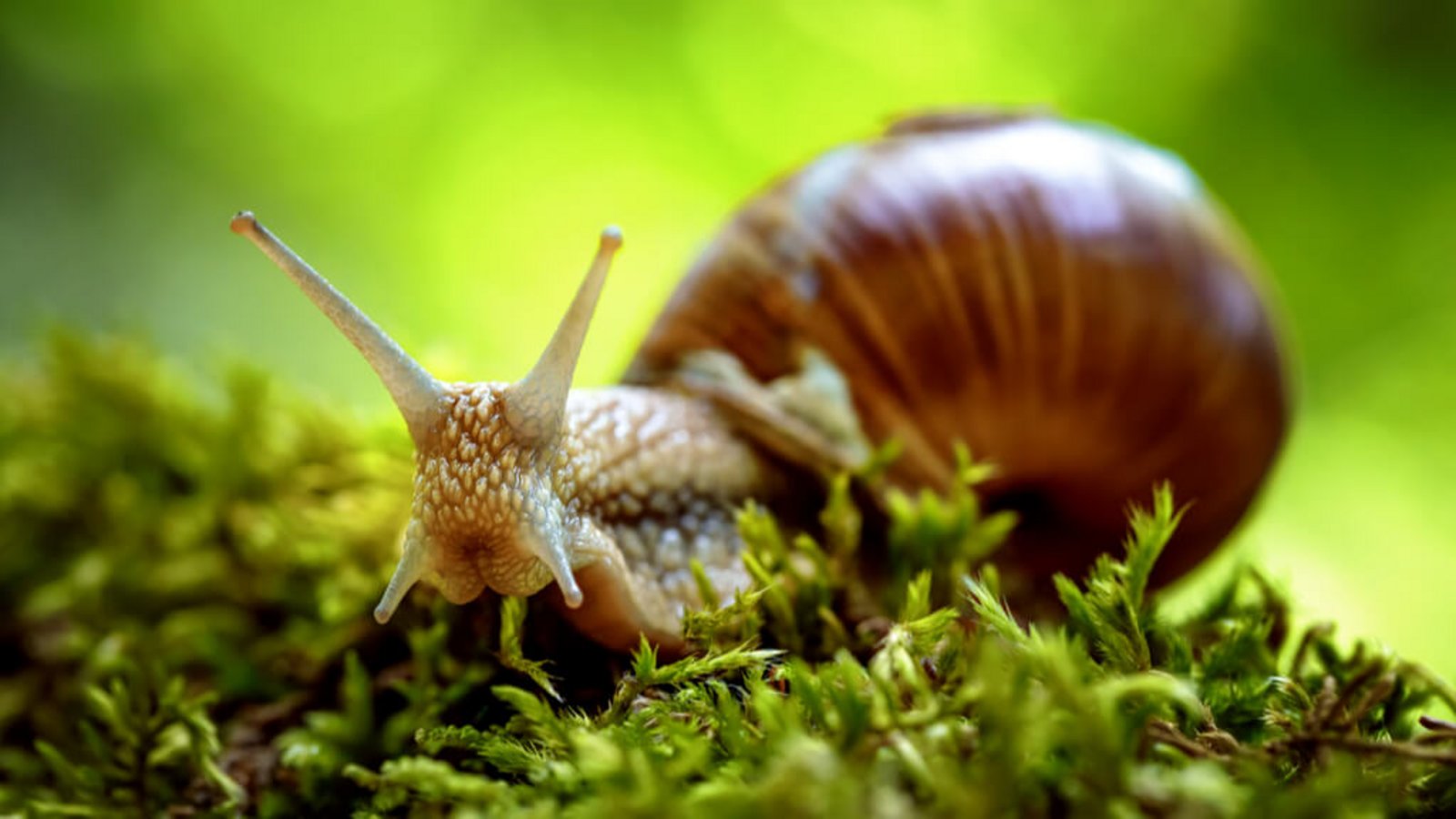 Schneckenarten, wie die Weinbergschnecke sind geschützt und sollten daher nur mit tierfreundlichen Methoden von Gartenbeeten ferngehalten werden.Foto: Andrey Armyagov / Shutterstock.com