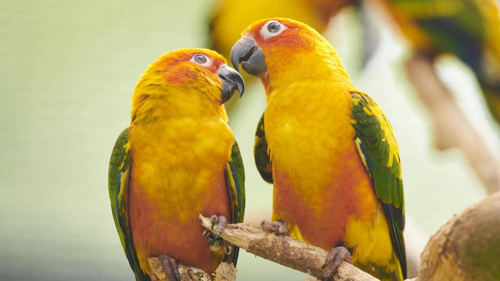 Zu den gestohlenen Vögeln gehören mehrere Pfirsichköpfchen. (Symbolbild)Foto: IMAGO/imageBROKER/David & Micha Sheldon Zu den gestohlenen Vögeln gehören mehrere Pfirsichköpfchen. (Symbolbild)Foto: IMAGO/imageBROKER/David & Micha Sheldon