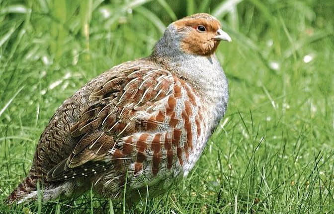 Das Rebhuhn ist vom Aussterben bedroht. Auch im Heckengäu hat die Zahl der Brutpaare rapide abgenommen. Daher hatte der Landschaftserhaltungsverband ein groß angelegtes Schutzprojekt ins Leben gerufen, das nun seinen Abschluss findet.  Foto: LEV