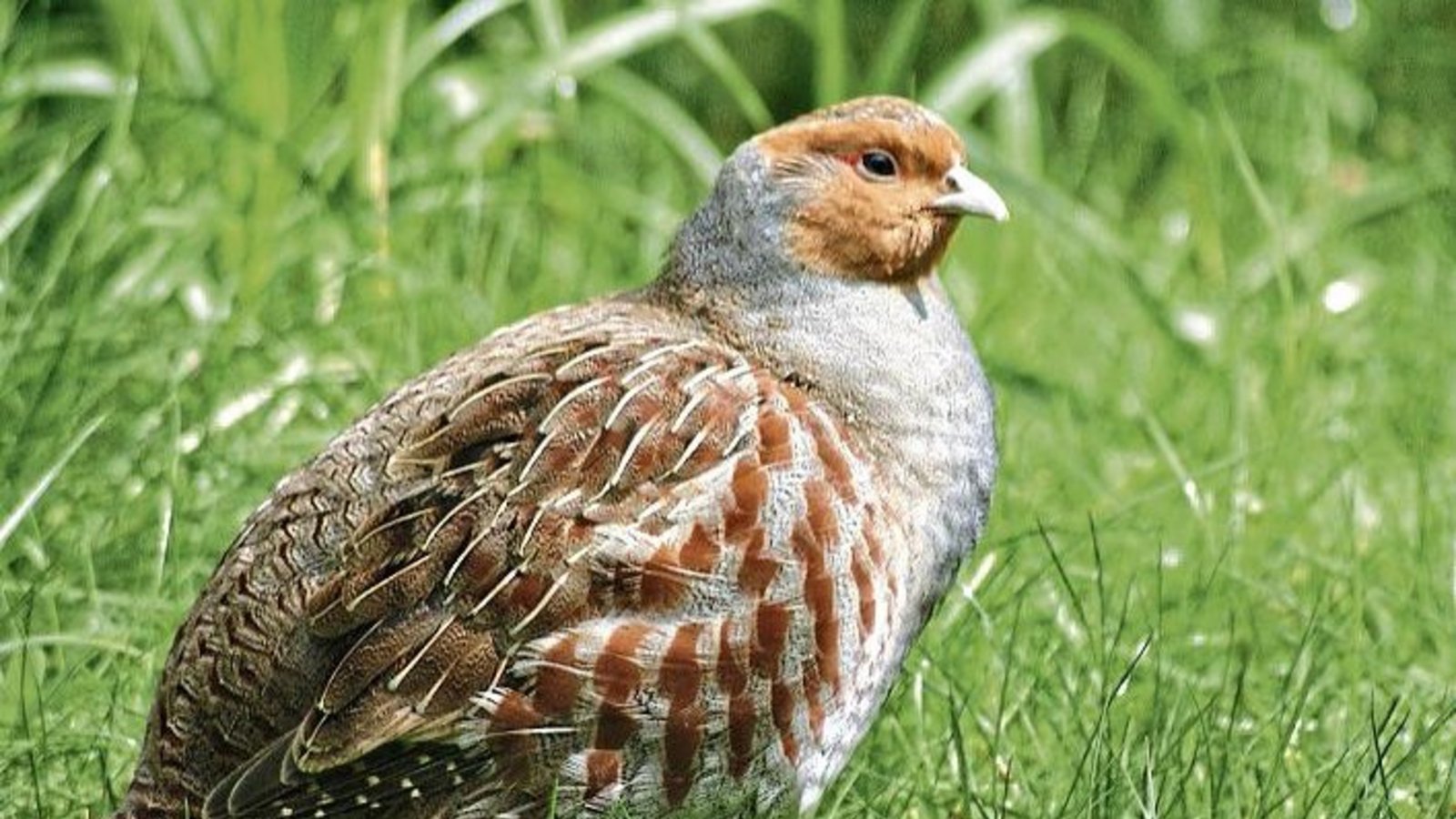 Das Rebhuhn ist vom Aussterben bedroht. Auch im Heckengäu hat die Zahl der Brutpaare rapide abgenommen. Daher hatte der Landschaftserhaltungsverband ein groß angelegtes Schutzprojekt ins Leben gerufen, das nun seinen Abschluss findet. Foto: LEV Das Rebhuhn ist vom Aussterben bedroht. Auch im Heckengäu hat die Zahl der Brutpaare rapide abgenommen. Daher hatte der Landschaftserhaltungsverband ein groß angelegtes Schutzprojekt ins Leben gerufen, das nun seinen Abschluss findet. Foto: LEV