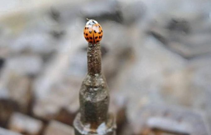 Käfertraum: Einmal von der Stadtkirchenspitze gucken – wenigstens beim Vaihinger Stadtmodell. Foto: Rücker