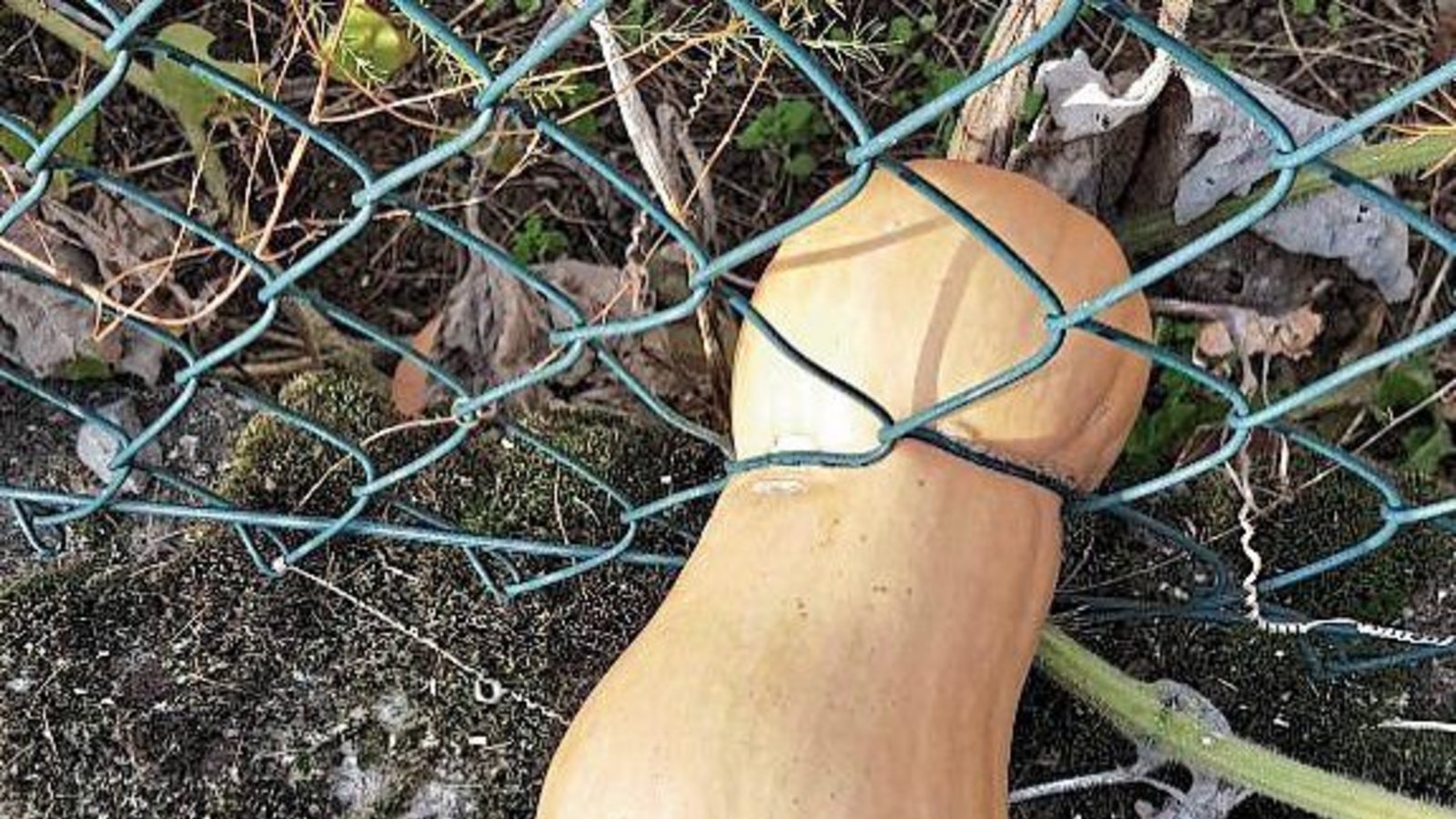 Fluchtversuch eines Kürbisses in Enzweihingen – festgehalten von unserem Leser Peter Bornmann. Oder wie heißt es so schön? Dumme rennen, Kluge warten, Weise gehen durch den Garten.