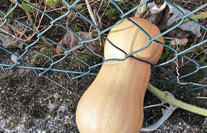 Fluchtversuch eines Kürbisses in Enzweihingen – festgehalten von unserem Leser Peter Bornmann. Oder wie heißt es so schön? Dumme rennen, Kluge warten, Weise gehen durch den Garten.