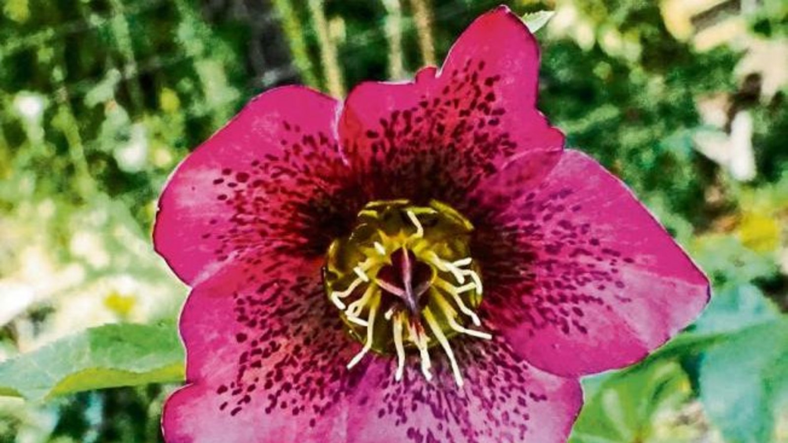 Eine wunderschöne Lenzrose hat Ulrich Knobloch aus Oberriexingen fotografiert.