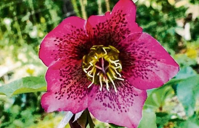 Eine wunderschöne Lenzrose hat Ulrich Knobloch aus Oberriexingen fotografiert.