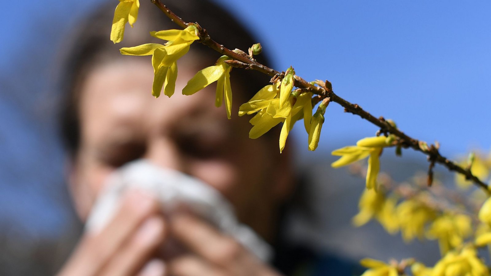 Die Hauptblüte von Hasel, Erle, Birke und Gräser hat teilweise schon begonnen.Foto: dpa/Angelika Warmuth Die Hauptblüte von Hasel, Erle, Birke und Gräser hat teilweise schon begonnen.Foto: dpa/Angelika Warmuth
