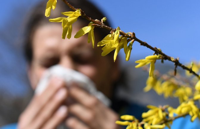 Die Hauptblüte von Hasel, Erle, Birke und Gräser hat teilweise schon begonnen.<span class='image-autor'>Foto: dpa/Angelika Warmuth</span>