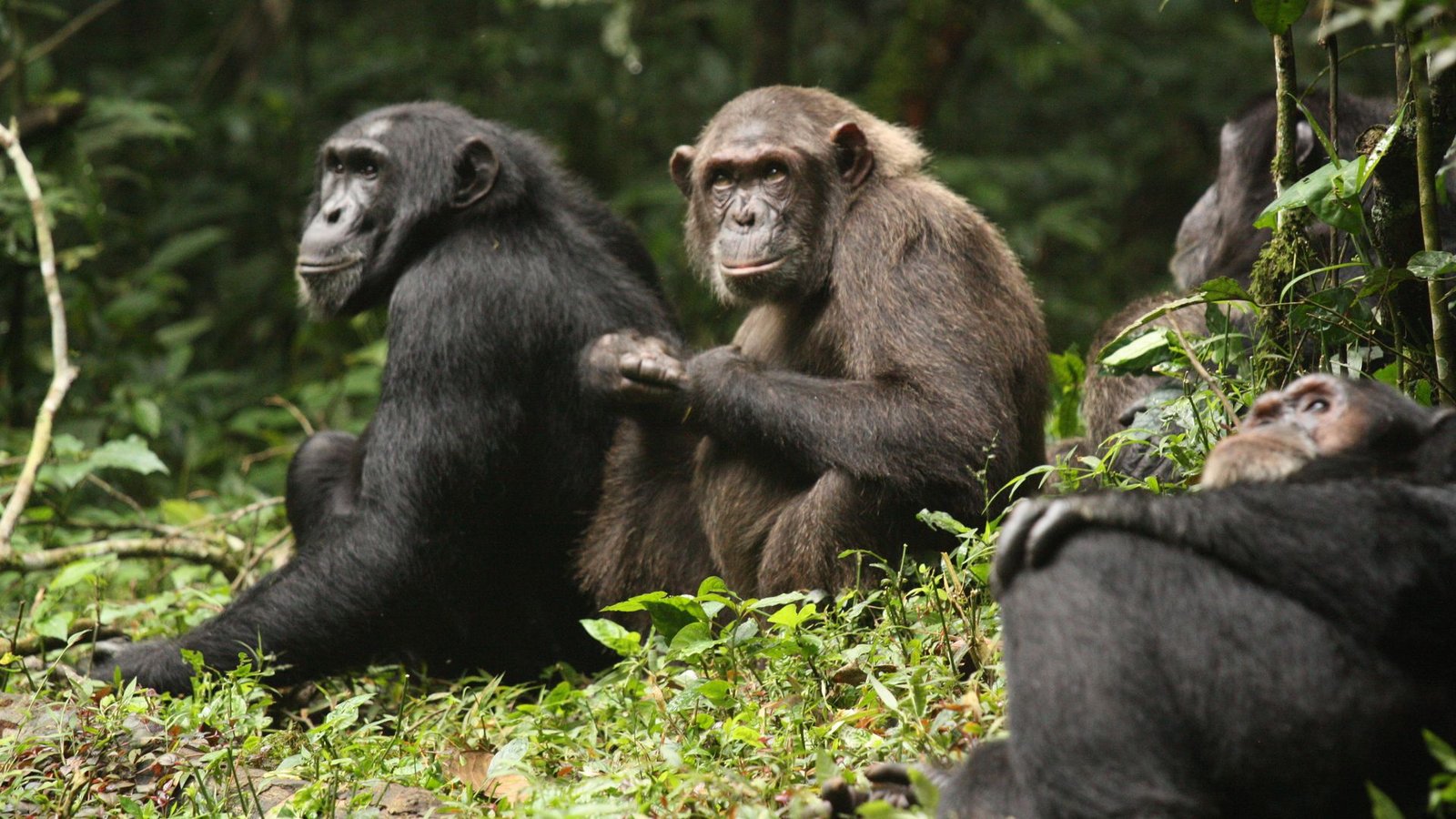Erstmals haben Forschende über Jahrzehnte dokumentiert, wie sich eine Schimpansengemeinschaft zunächst in zwei Lager spaltet und sich dann bekriegt.Foto: Aaron Sandel/EurekAlert/dpa