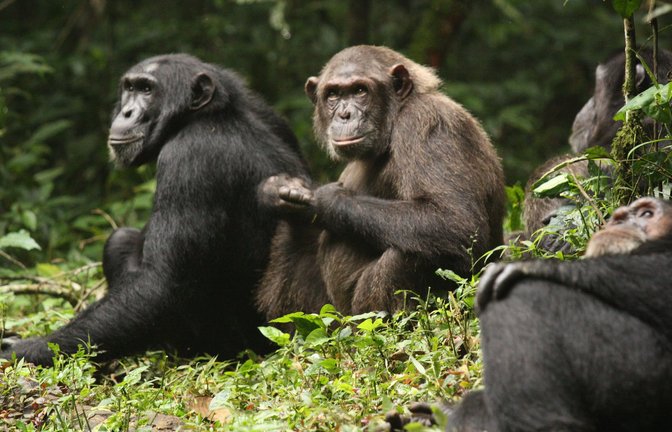 Erstmals haben Forschende über Jahrzehnte dokumentiert, wie sich eine Schimpansengemeinschaft zunächst in zwei Lager spaltet und sich dann bekriegt.<span class='image-autor'>Foto: Aaron Sandel/EurekAlert/dpa</span>