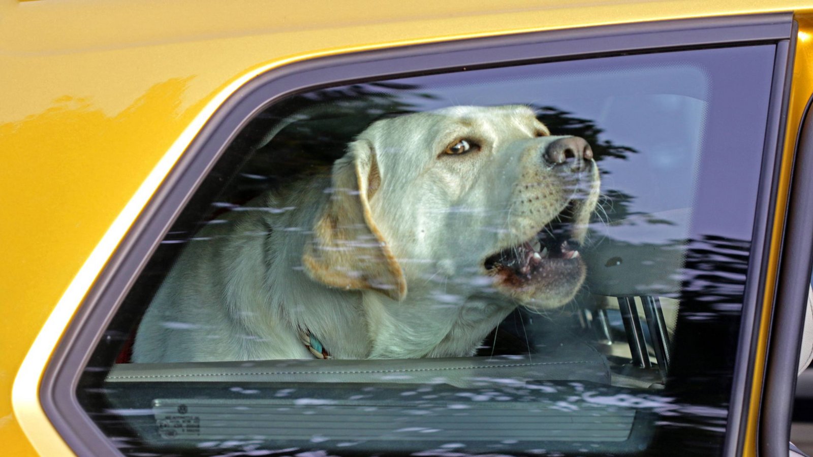 Autos können für Hunde bei Hitze zu tödlichen Käfigen werden (Symbolfoto).Foto: imago images/Gottfried Czepluch/Gottfried Czepluch Autos können für Hunde bei Hitze zu tödlichen Käfigen werden (Symbolfoto).Foto: imago images/Gottfried Czepluch/Gottfried Czepluch