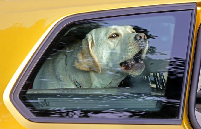 Autos können für Hunde bei Hitze zu tödlichen Käfigen werden (Symbolfoto).<span class='image-autor'>Foto: imago images/Gottfried Czepluch/Gottfried Czepluch</span>