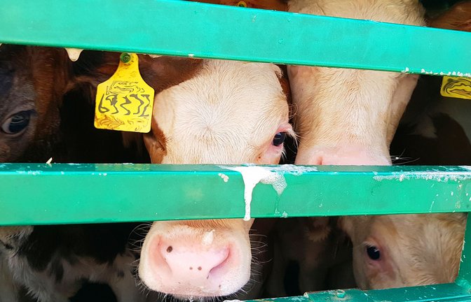 Knapp 12 000 Kälber sind im vergangenen Jahr aus Baden-Württemberg direkt ins Ausland transportiert worden. Aber wie viele weitere Jungtiere kamen über Umwege dorthin?<span class='image-autor'>Foto: Animal Welfare Foundation</span>