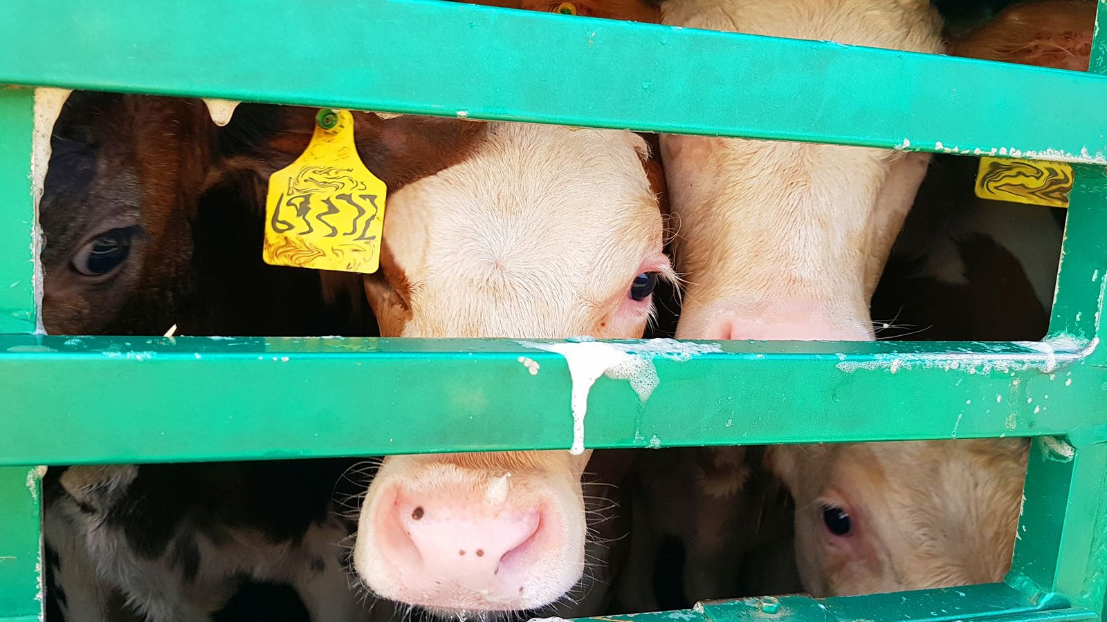 Knapp 12 000 Kälber sind im vergangenen Jahr aus Baden-Württemberg direkt ins Ausland transportiert worden. Aber wie viele weitere Jungtiere kamen über Umwege dorthin?Foto: Animal Welfare Foundation Knapp 12 000 Kälber sind im vergangenen Jahr aus Baden-Württemberg direkt ins Ausland transportiert worden. Aber wie viele weitere Jungtiere kamen über Umwege dorthin?Foto: Animal Welfare Foundation