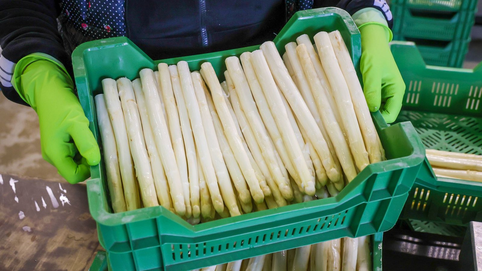 Im Südwesten wird der erste Spargel bereits auf den Feldern gestochen (Symbolbild).Foto: IMAGO/Rupert Oberhäuser/IMAGO/Rupert Oberhäuser Im Südwesten wird der erste Spargel bereits auf den Feldern gestochen (Symbolbild).Foto: IMAGO/Rupert Oberhäuser/IMAGO/Rupert Oberhäuser