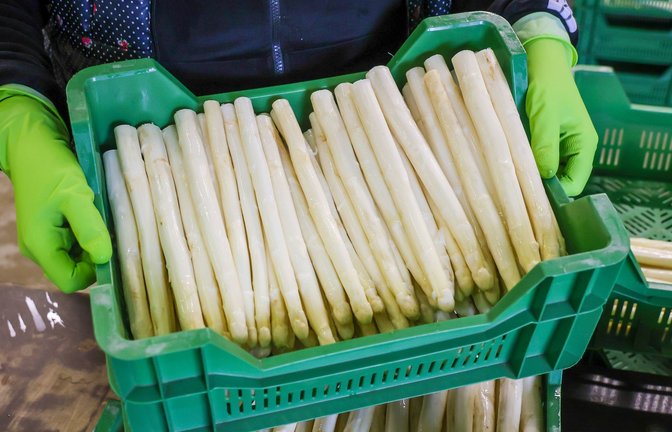 Im Südwesten wird der erste Spargel bereits auf den Feldern gestochen (Symbolbild).<span class='image-autor'>Foto: IMAGO/Rupert Oberhäuser/IMAGO/Rupert Oberhäuser</span>