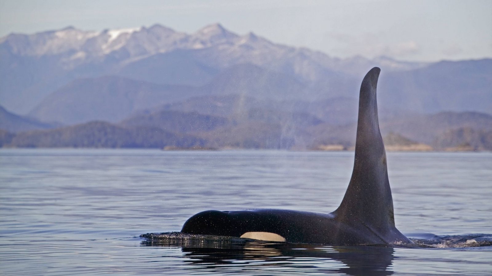 Orca in Kanada.Foto: IMAGO/SuperStock/IMAGO/Rolf Hicker