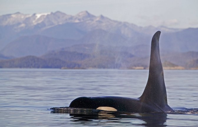 Orca in Kanada.<span class='image-autor'>Foto: IMAGO/SuperStock/IMAGO/Rolf Hicker</span>