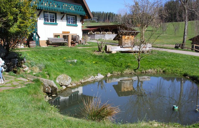 Die Brigach entspringt im Keller des Hirzbauernhofs. Im Weiher vor dem Hof tritt sie erstmals an die Öffentlichkeit.<span class='image-autor'>Foto: Uli Fricker</span>
