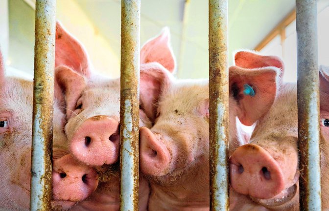 Betriebe, die ihren Schweinen zum Beispiel mehr Auslauf bieten, konnten einen Förderantrag stellen.<span class='image-autor'>Foto: Marijan Murat/dpa</span>