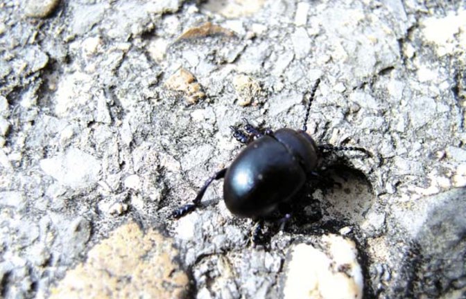 Der Tatzenkäfer lebt auf großem Fuß. Foto: Rücker