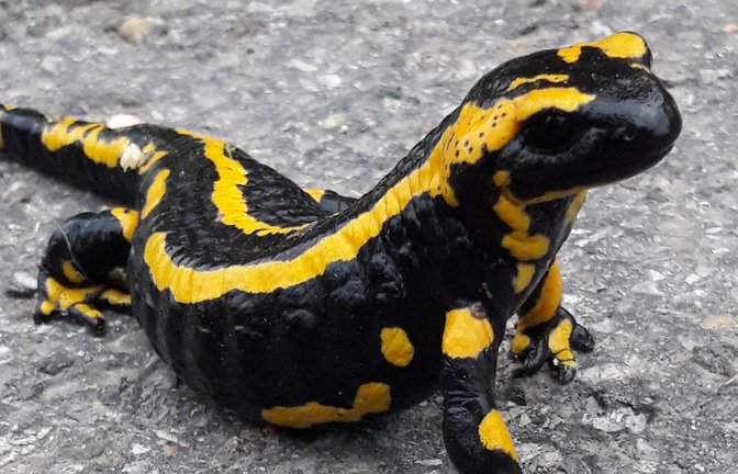 Auch Lurchi, der Feuersalamander, ist gerade wieder unterwegs.  Archivfoto: VKZ/Rücker