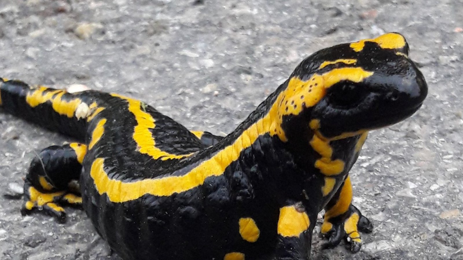 Auch Lurchi, der Feuersalamander, ist gerade wieder unterwegs. Archivfoto: VKZ/Rücker Auch Lurchi, der Feuersalamander, ist gerade wieder unterwegs. Archivfoto: VKZ/Rücker