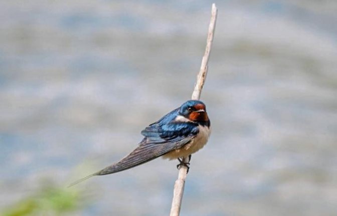 Eine Rauchschwalbe macht vielleicht noch keinen Sommer, aber hoffentlich bald mal einen Frühling.  Foto: Mede