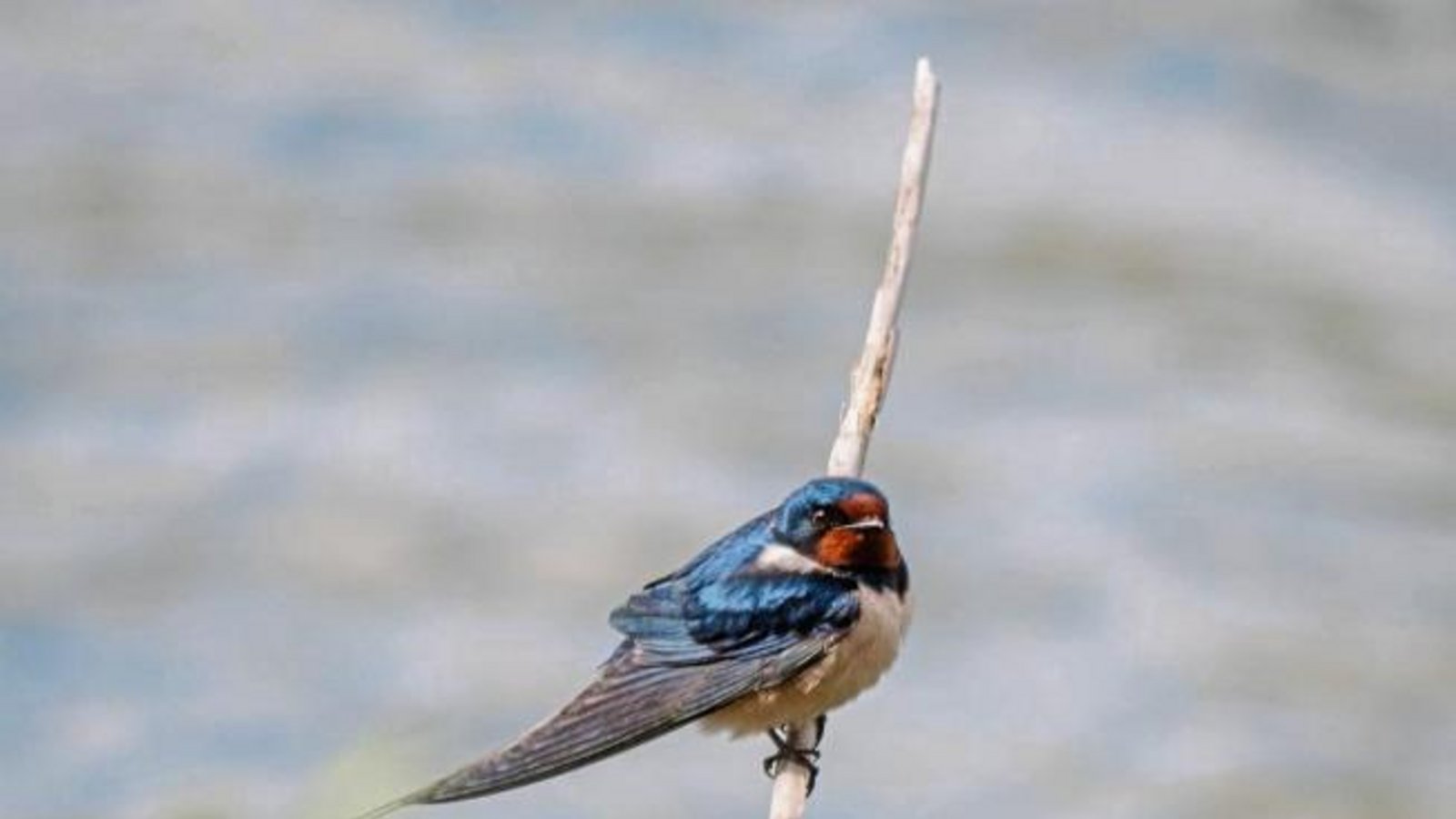 Eine Rauchschwalbe macht vielleicht noch keinen Sommer, aber hoffentlich bald mal einen Frühling. Foto: Mede Eine Rauchschwalbe macht vielleicht noch keinen Sommer, aber hoffentlich bald mal einen Frühling. Foto: Mede