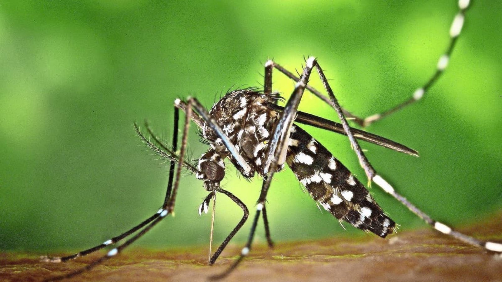 Die&nbsp; Asiatische Tigermücke hat sich in mehreren Landesteilen etabliert.James Gathany/Centers for Disease Control and Prevention's/dpa