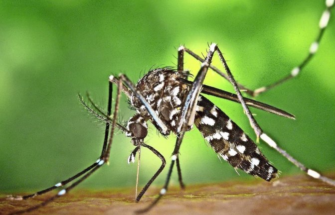 Die&nbsp; Asiatische Tigermücke hat sich in mehreren Landesteilen etabliert.<span class='image-autor'>James Gathany/Centers for Disease Control and Prevention's/dpa</span>