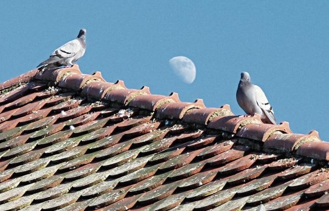 „Fly me to the Moon“ – für diese beiden Tauben scheint die Erfüllung des Traumes von Frank Sinatra beinahe schon in greifbarer Nähe zu sein.  Foto: Banholzer