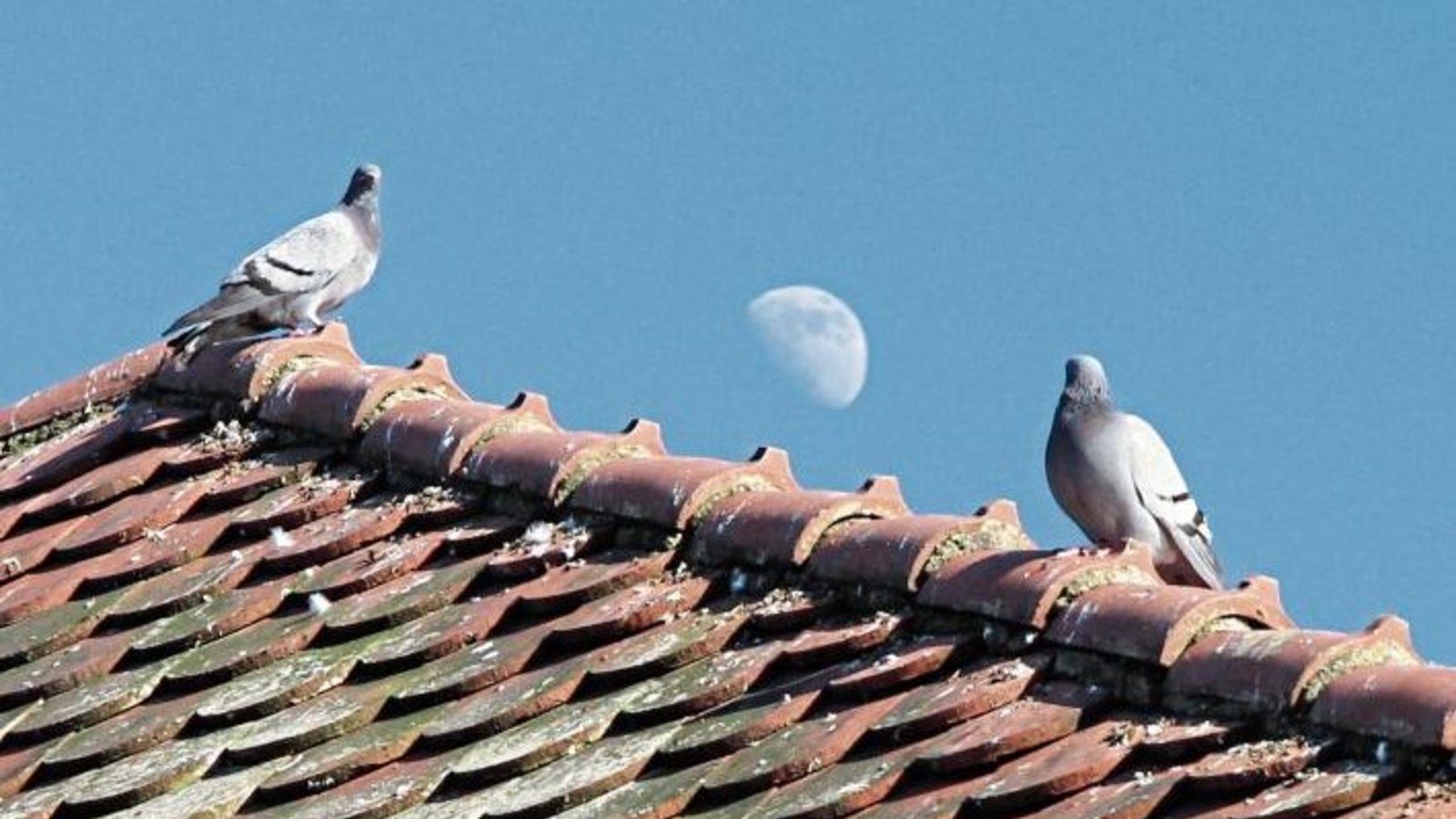 „Fly me to the Moon“ – für diese beiden Tauben scheint die Erfüllung des Traumes von Frank Sinatra beinahe schon in greifbarer Nähe zu sein. Foto: Banholzer „Fly me to the Moon“ – für diese beiden Tauben scheint die Erfüllung des Traumes von Frank Sinatra beinahe schon in greifbarer Nähe zu sein. Foto: Banholzer