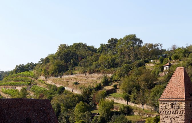Weinberg beim Kloster Maulbronn.  <span class='image-autor'>Foto: SSG</span>