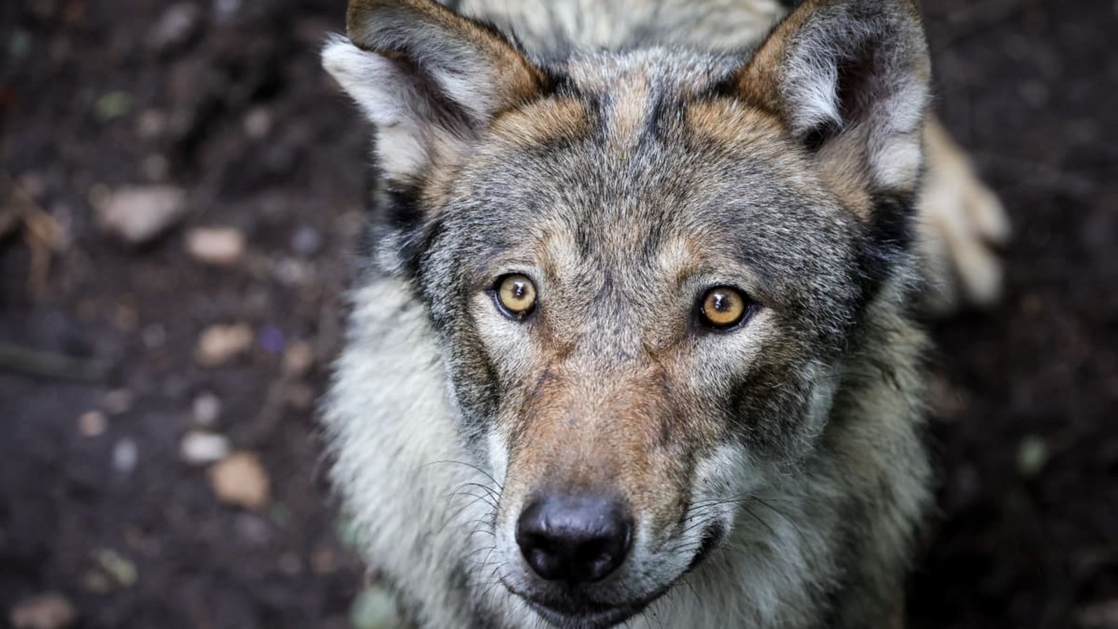Ein Wolf in einem Gehege: Ganz so nah kam der Honrisgrinde-Wolf im Schwarzwald Menschen wohl nicht, aber Begegnungen und Sichtungen gab es bereits viele.Christian Charisius/dpa Ein Wolf in einem Gehege: Ganz so nah kam der Honrisgrinde-Wolf im Schwarzwald Menschen wohl nicht, aber Begegnungen und Sichtungen gab es bereits viele.Christian Charisius/dpa